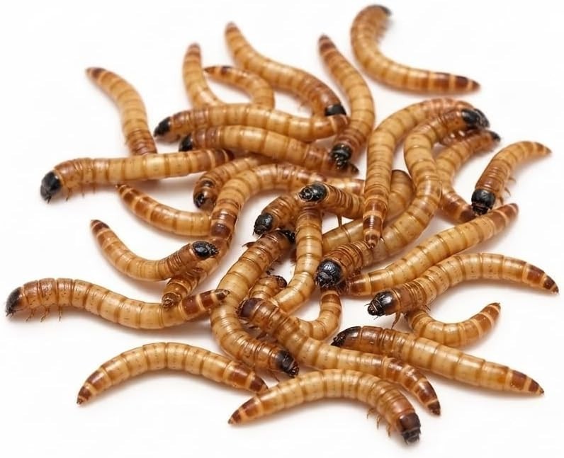 Small Superworms 1/2-1 inch Live Feeder Insects | FREE SHIPPING & Live Arrival
