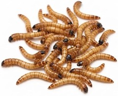 Small Superworms 1/2-1 inch Live Feeder Insects | FREE SHIPPING & Live Arrival