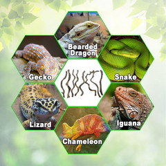 Reptile Decor 8PCS Natural Forest Branch Terrarium Habitat Decoration Lizard Cli