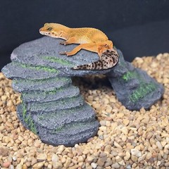 PENN-PLAX Reptology Shale Scape Step Ledge – Decorative Resin for Aquariums &…