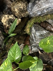 Terrarium Start Up kit-Med 10-20 gallon