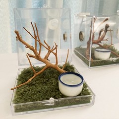 JOBEDE Jumping Spider Enclosure, Habitat with Dropper Clear