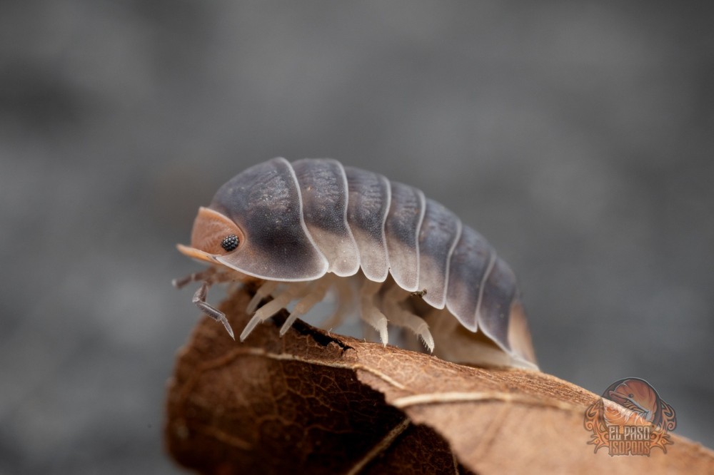 Cubaris sp. “Pak Chong” – Bioactive clean up crew – Choose your count