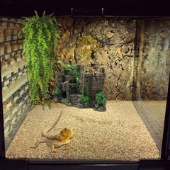 PINVNBY Reptile Resin Castle 7.9 x 5.5 x 3.1 inches, 【4 PCS】