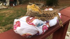 DONUTS 🍩 PRINTS LRG ATTACHABLE RESTING BED SET COVER 4 BEARDED DRAGONS