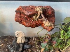 Magnetic Rock Ledges For Terrariums And Cages (Limited Edition) Medium LAVA