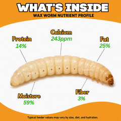 250 Live Wax Worms Feeder Insects for Reptiles Amphibians Birds & More