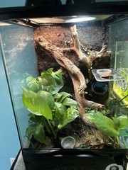 12x12x18 Terrarium With Homemade Background