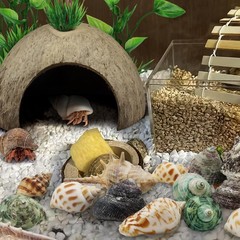 22 PCS Hermit Crab Supplies Natural Coconut Shell Hut Shells Plants