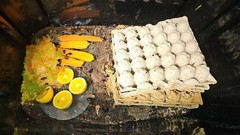Red Runner Roach Breeder Colony/Setup- Complete Setup- 1500+ Mix Count Colony