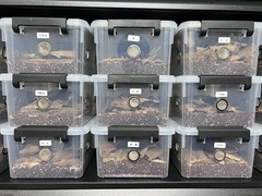 2pcs Large Reptile Feeding Box Snake Breeding Box Plastic Reptile Tank for Sl…