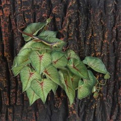 Fake Reptile Plants for Reptile Terrarium Plants, Fake Arrowhead Plants Red