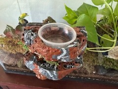 Reptile Magnetic Ledge With 5 Feeder Cups Small Desert