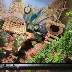 Gecko Tank Accessories,Grested Gecko Coconut Hideout Hut with Ladder Reptile …