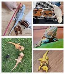 KUNBIUH Bearded Dragon Harness and Leash Adjustable(M,L,XL) – Soft Leather Re…