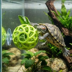 Turtle Feeding with Suction Cup, Silicone Foraging , Interactive Turtle Tank …