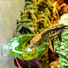 4 Pcs Reptile Feeding Basin Feeder Bowl Gecko Water Dish for Reptiles