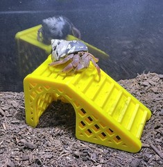 Hermit Crab Climbing Hideout Cave Hermit Crab Tank Toys Decoration Accessories