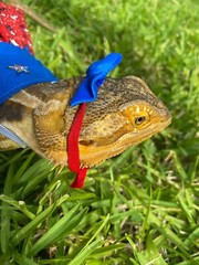 Bearded Dragon Patriotic Dress and Headband