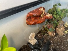 Magnetic Rock Ledges For Terrariums And Cages (Limited Edition) Medium LAVA