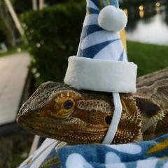 Bearded Dragon Beds, 6 pieces