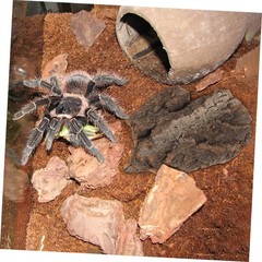 4pcs Cork Bark Reptile Decor Natural Tree Bark Climbing Platforms Reptiles Te…