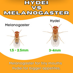 TC INSECTS 32oz Hydei Fruit Fly Culture Live Feeder Insects