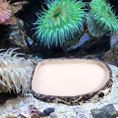 Reptile Food Dish Bowl Amphibian Feeding Bowl Pet Aquarium Ornament Terrarium