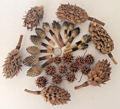 Lot of Lg/Small Dried Magnolia Seed Pods & Sweet Gum Balls Pets Isopods Crafts 1