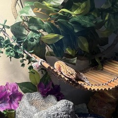 Reptile Climbing Bridge Bamboo Lizard Ladder Bridge Bearded Dragon Hammock