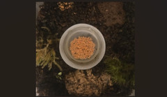 Live Florida Orange Springtails +40 (Neanura growae) Clean-Up-Crew/Feeders