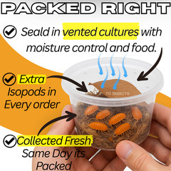 Combo Deal | 100+ Party Mix Isopods And 8oz Springtails | FREE SHIPPING!!