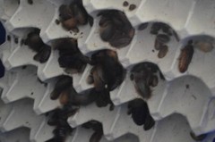 40 Dubia Feeder Roaches [15 Males 25 Females] Adult Blaptica Dubia Roaches