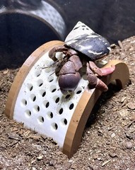 Hermit Crab Decor Climbing Bridge Ornament Tank Decoration Hermit Crab Toys