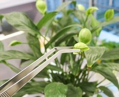 Reptile Feeding Tongs Stainless Steel Straight And Curved Tweezers Polished 12″