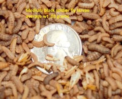 Live Black Soldier Fly Larvae Medium feeder