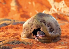 Gecko Cave for Reptiles and Amphibians, Reptile Hideout, Medium, PT2865