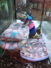 SOFT BALLS PRINTS BED SET COVERS ONLY NO FRAME BED 4 BEARDED DRAGONS
