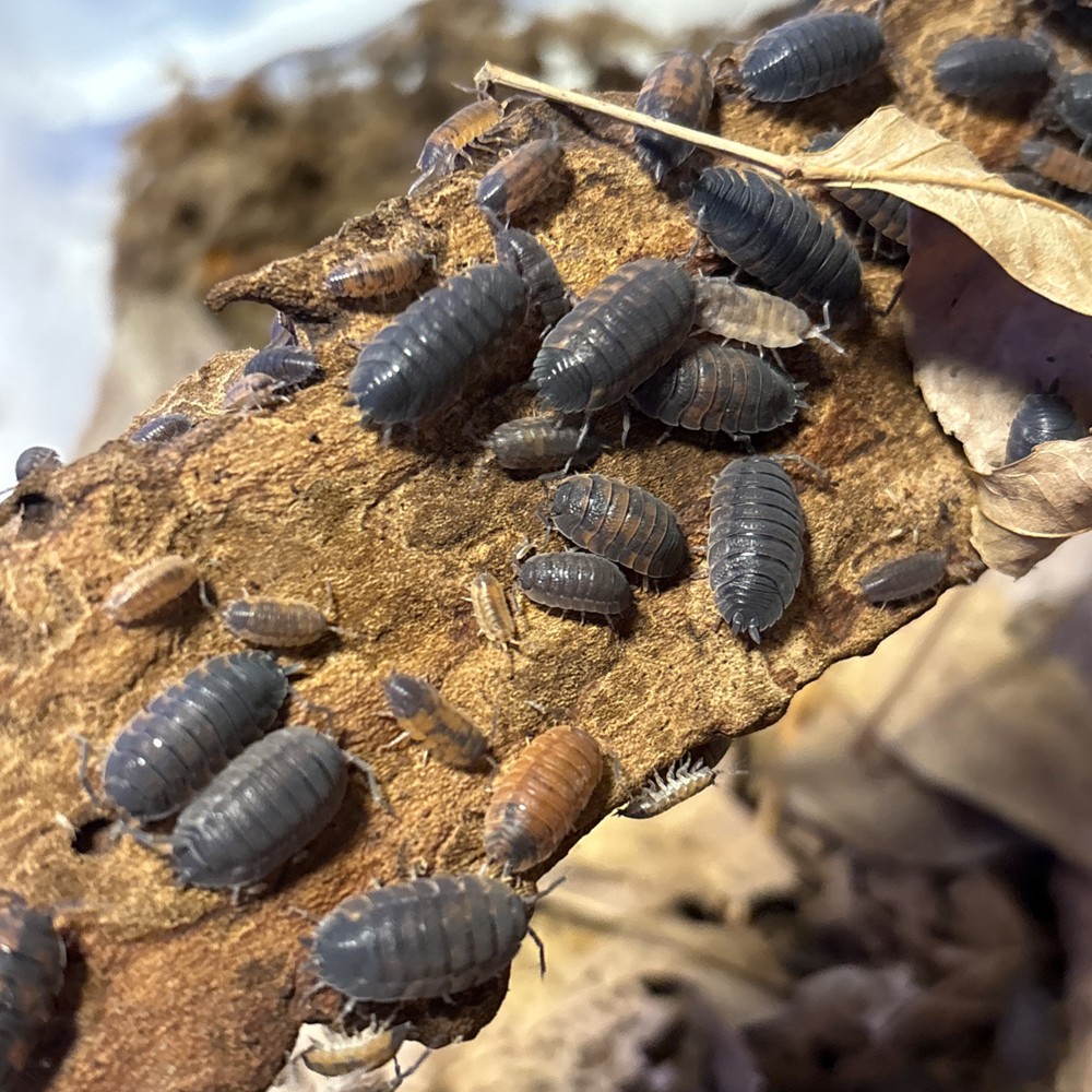 20+ ct. Porcellio scaber “Lava” Red, Orange & Black Isopods