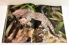 REPTILES MAGAZINE: BREEDING PIEBALD BALL PYTHONS, ETC; APRIL 1999