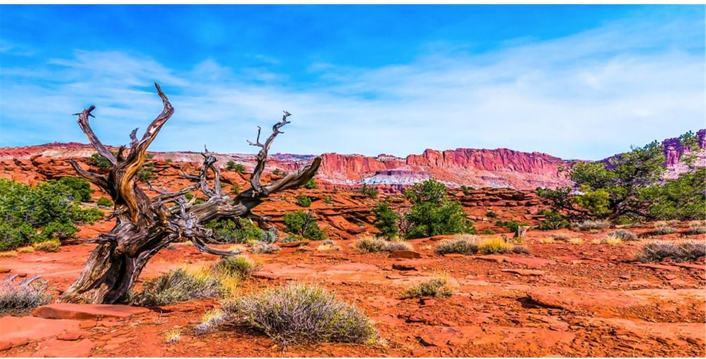 48×24 inches Reptile Habitat Background Blue Sky Oasis Orange Desert Terrarium B