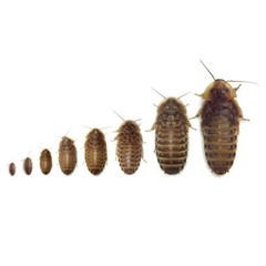 Dubia Roaches, 50ct Large, Fantastic Prices!!