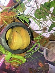 Corrugated Reptile hides For Arboreal Terrestrial Underground and Quarantining