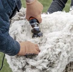 Sheep Shears Electric 550W – Professional Sheep Clippers Two Blades &large Dog..
