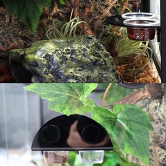 AIICIOO Gecko Feeder Ledge with 6 Feeding Black, black or white gray