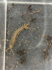 Gold Sumbawa Centipede (Ethmostigmus sp.) – 2 in