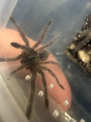 Socotra Island Blue Tarantula (Monocentropus balfouri) – 1 in