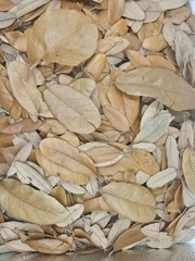 Two (2) Gallons Texas Live Oak LEAF Litter Vivarium Dart Frog 100% Organic