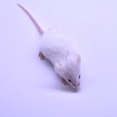 40 Frozen Feeder Mice Hoppers Mice -FREE S&H -MiceDirect! Rodents Reptiles Snake