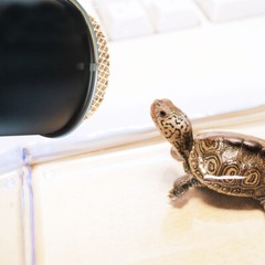 Cover Reptile Heat Lamp Shade Accessories Light Lizard Terrarium Protector